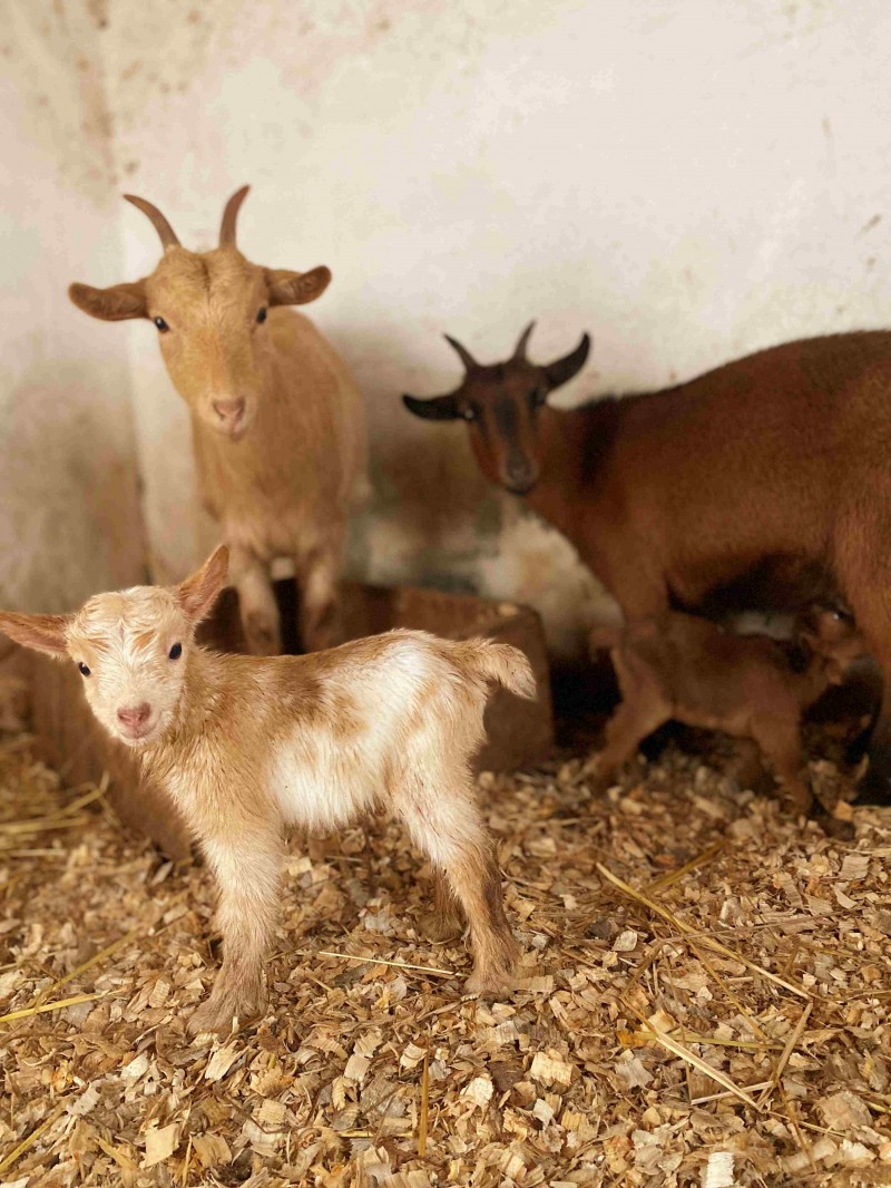 Parque Biológico da Serra da Lousã: a natureza resiste, renasce e espera por si!