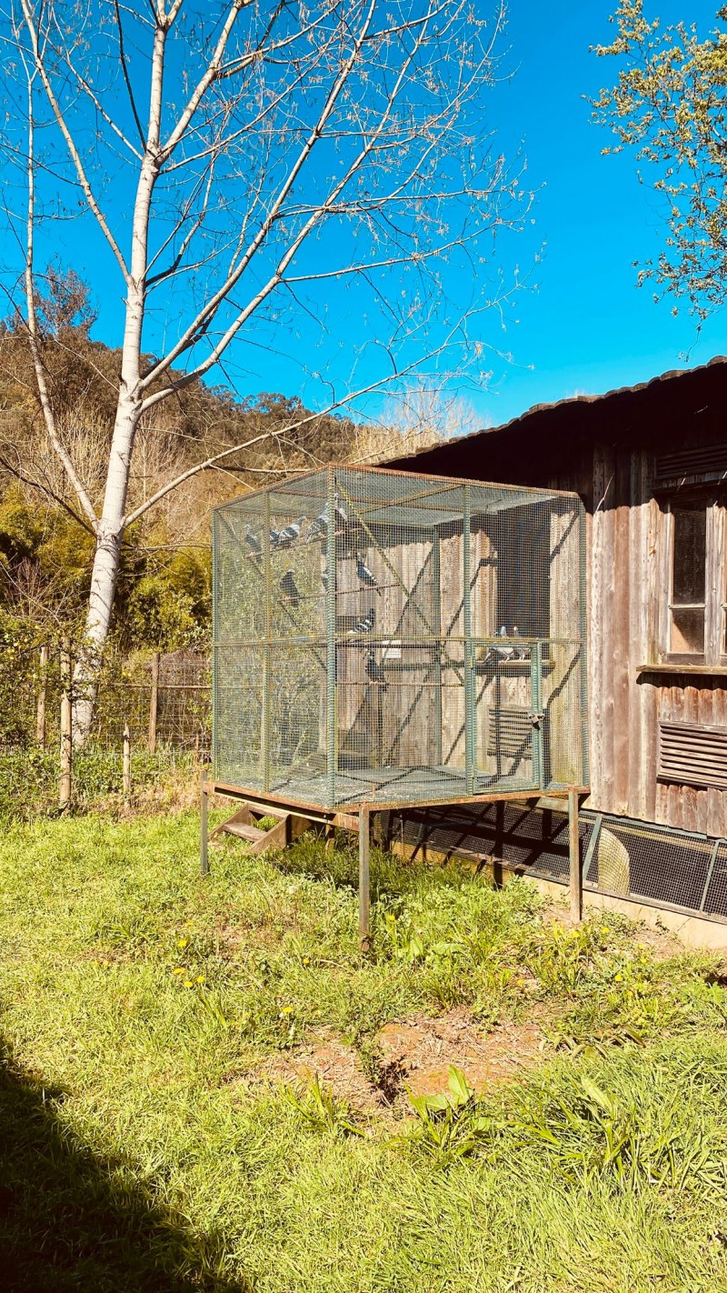 Columbofilia regressa ao Parque Biológico da Serra da Lousã integrada em projetos de inclusão social da Fundação ADFP