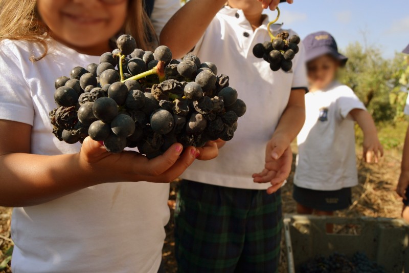 VINDIMAS 2026: QUANDO UM CACHO DE UVAS SE TRANSFORMA EM INCLUSÃO