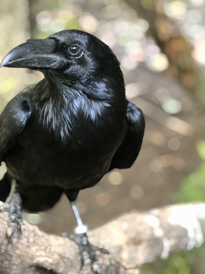 Parque Biológico da Serra da Lousã recebe um corvo irrecuperável para a vida selvagem